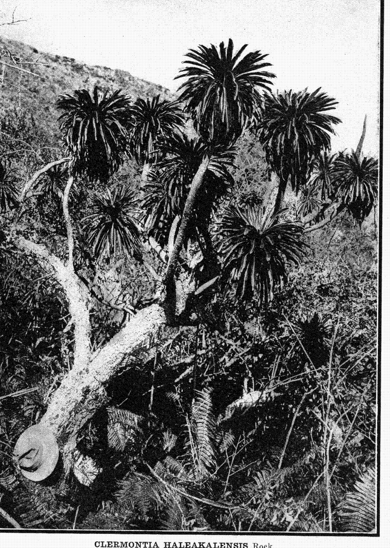 Pohaku Cyanea photo 2