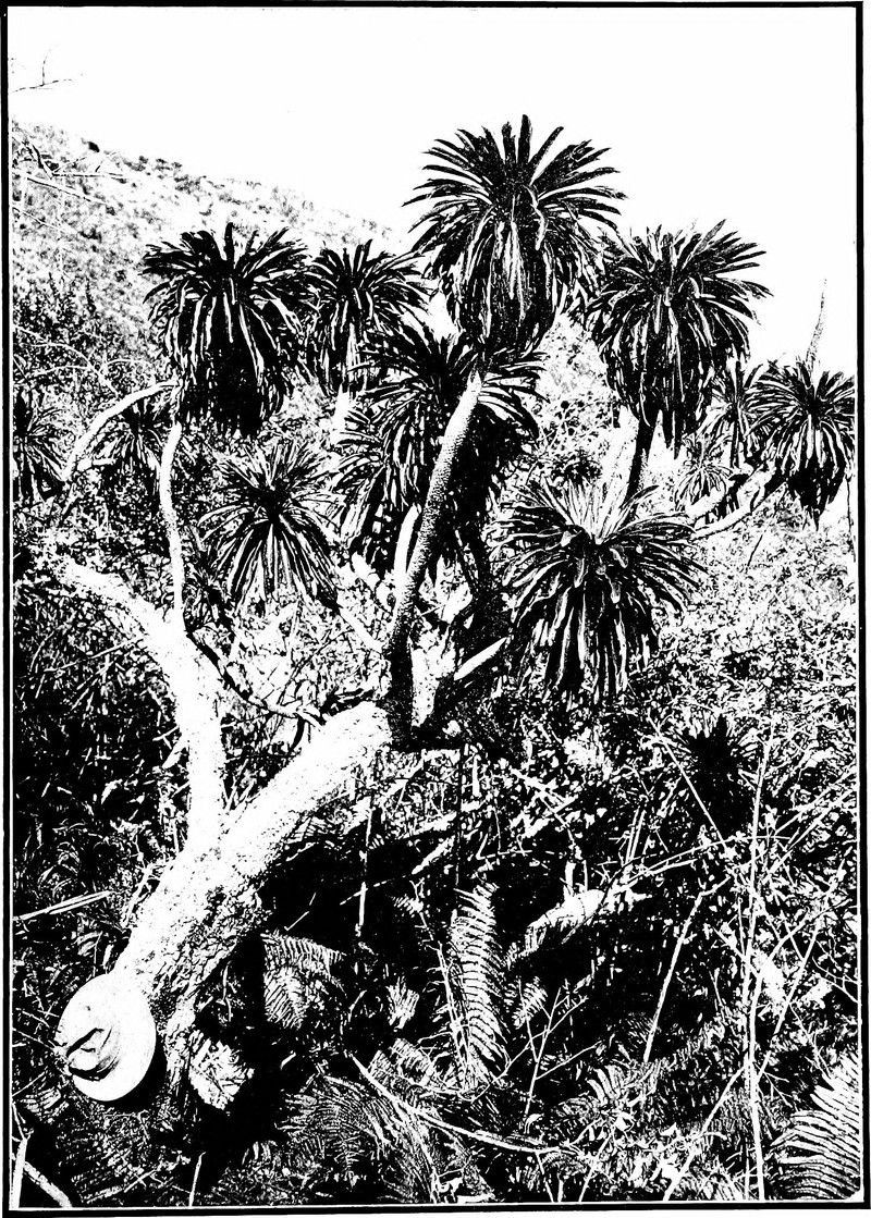 Pohaku Cyanea photo 3