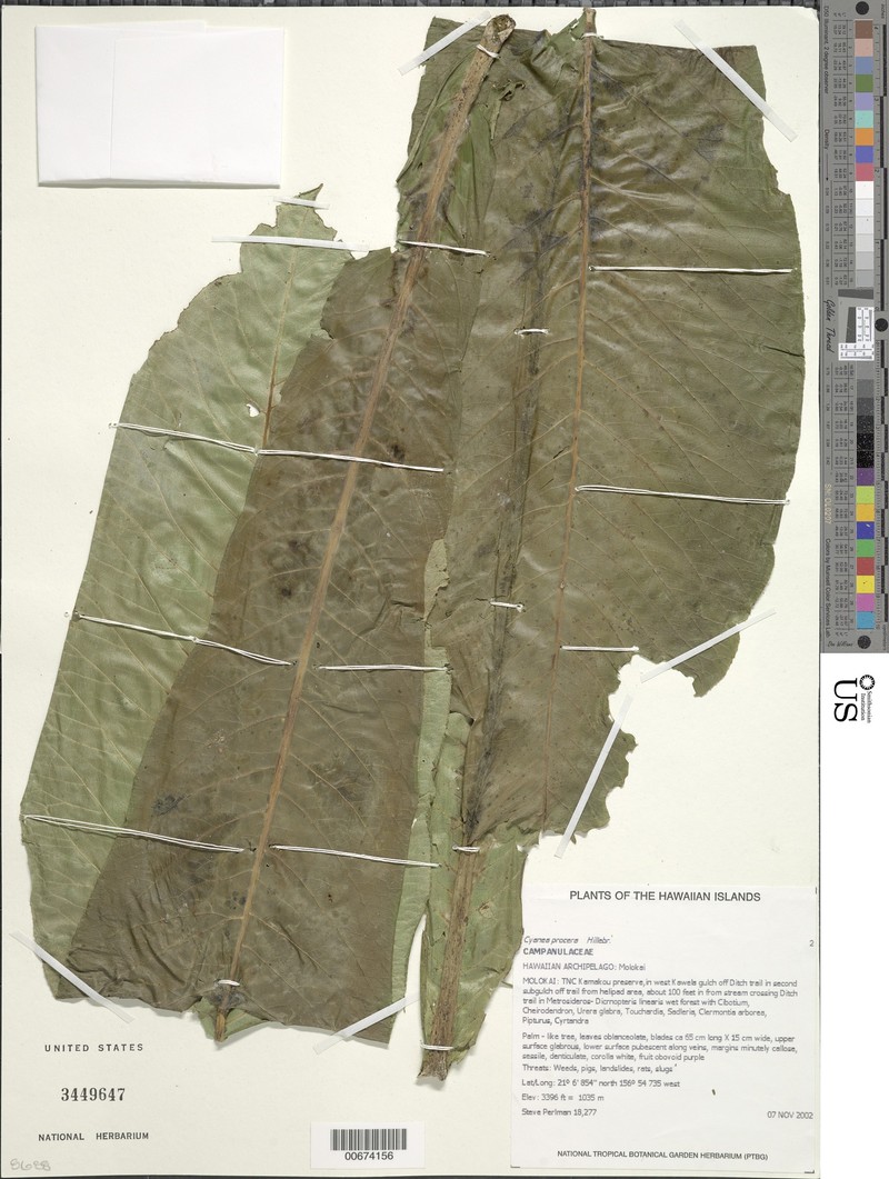 Molokai Cyanea