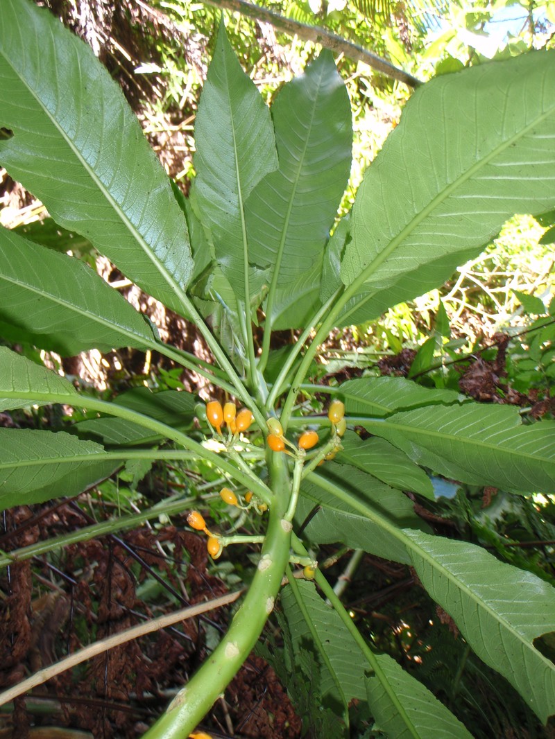 Mapulehu Valley Cyanea