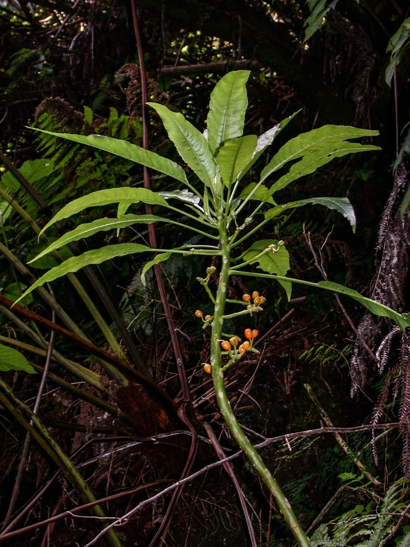 Mapulehu Valley Cyanea photo 2