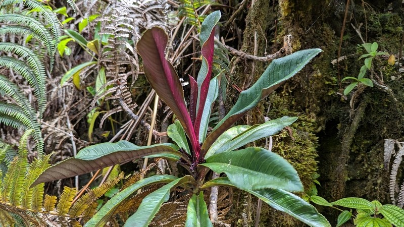 Panaluu Mountain Rollandia