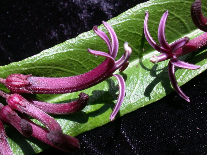 Kealia Cyanea