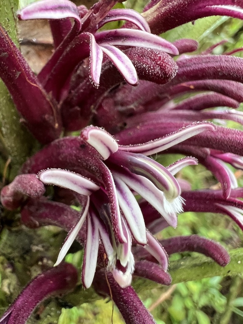Kealia Cyanea photo 2