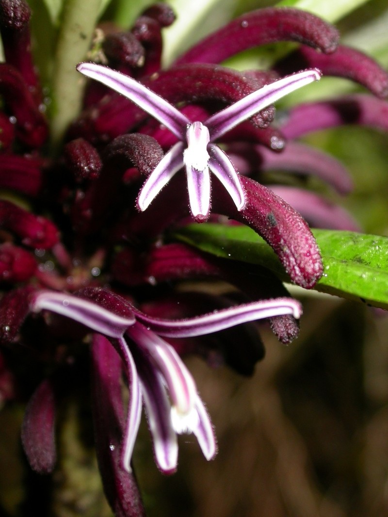 Kealia Cyanea photo 4
