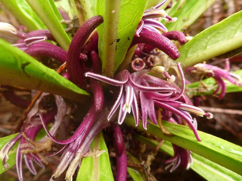 Kealia Cyanea photo 5