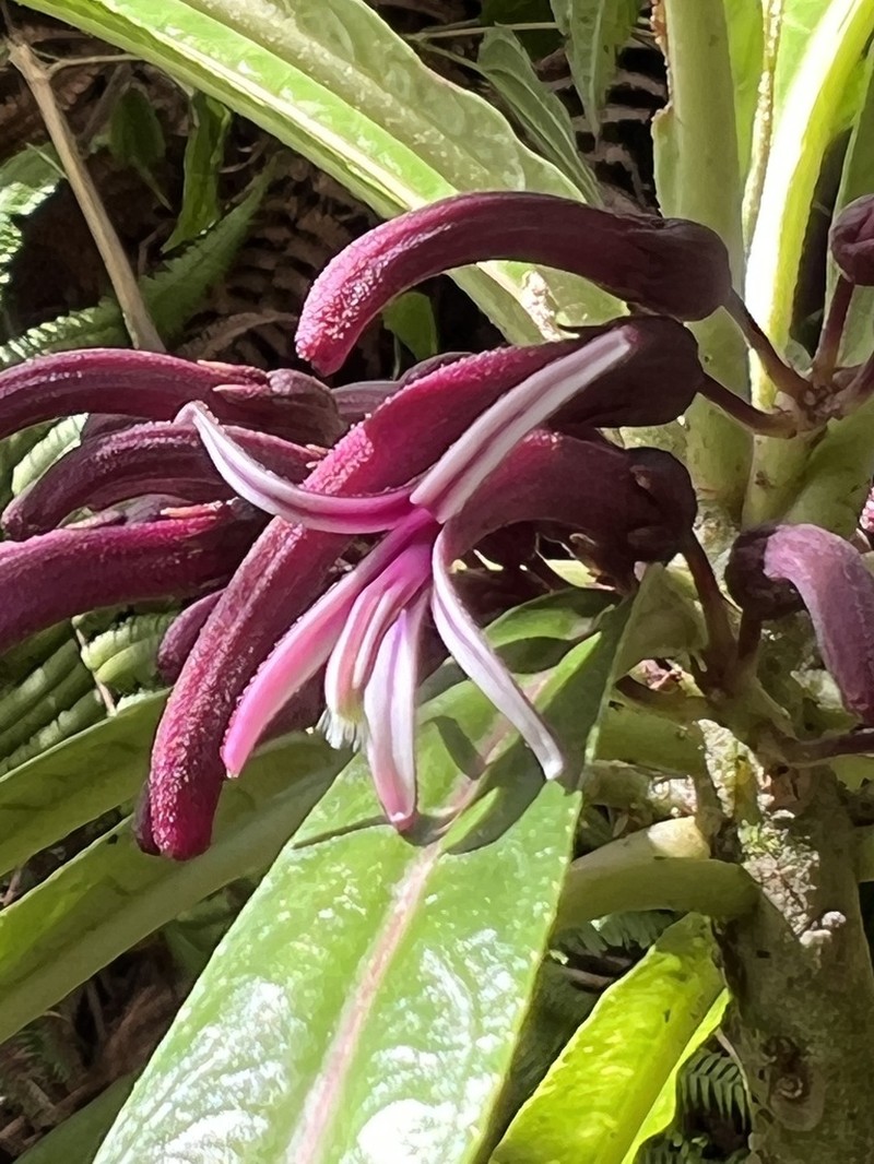 Kealia Cyanea photo 6