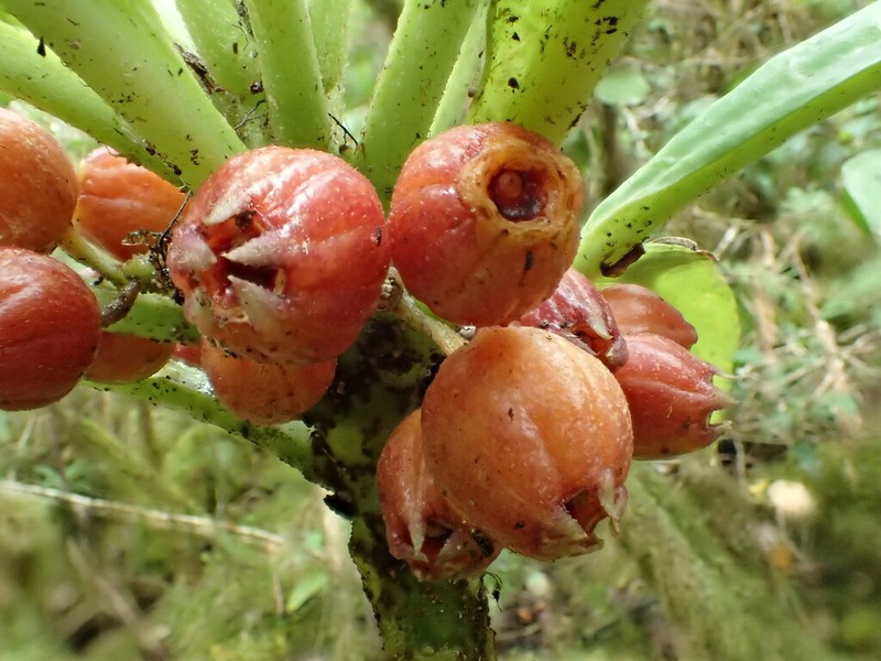 Kealia Cyanea photo 7