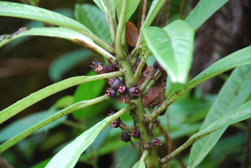 Kealia Cyanea photo 8