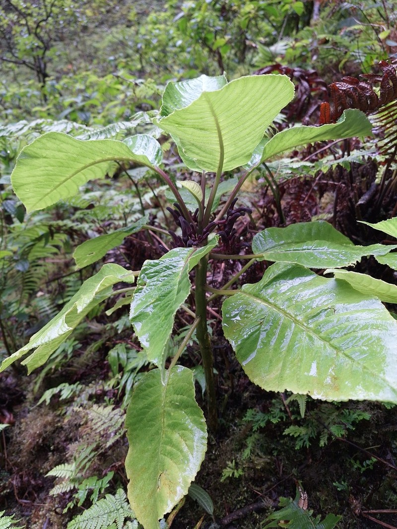 Remy's Cyanea photo 4