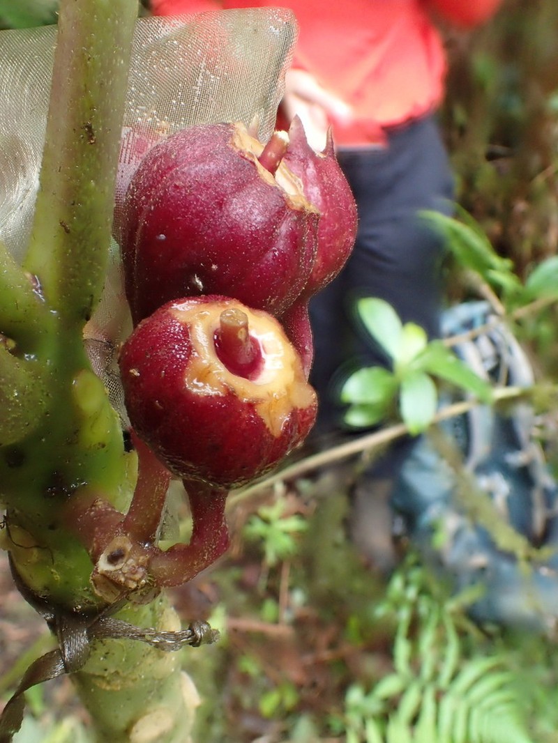 Remy's Cyanea photo 5