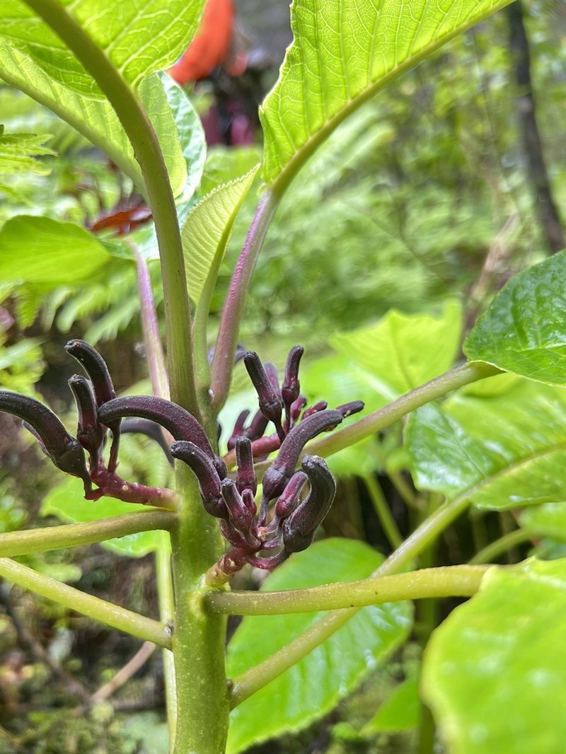 Remy's Cyanea photo 6