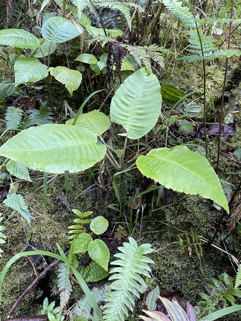 Remy's Cyanea photo 8