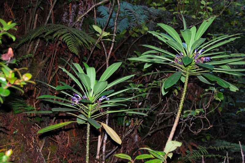Plateau Cyanea