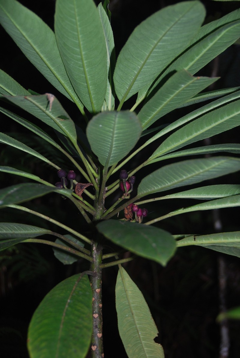 Plateau Cyanea photo 2