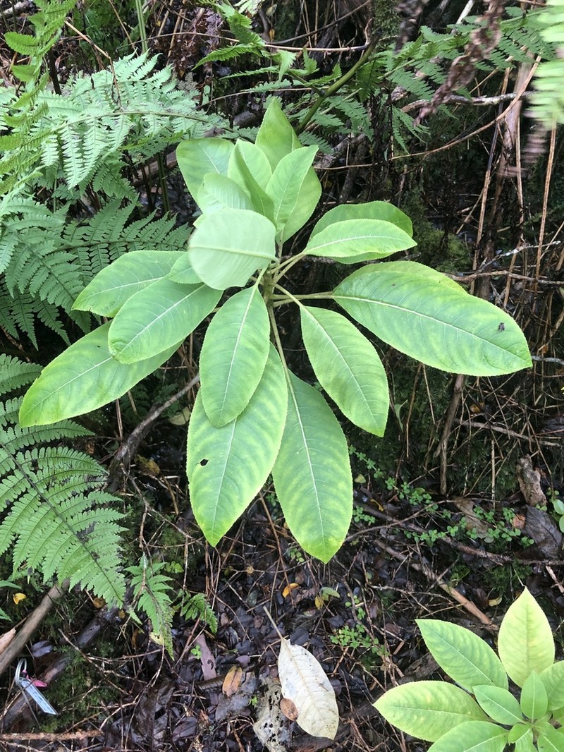 Plateau Cyanea photo 3