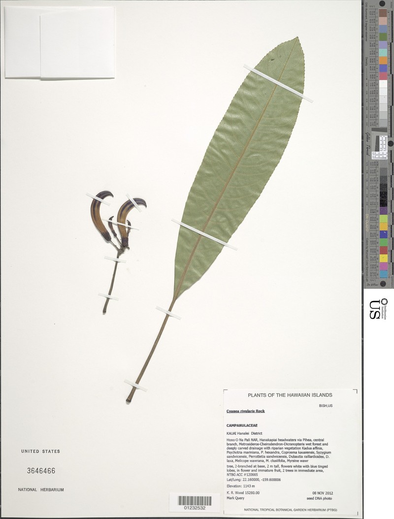 Plateau Cyanea photo 6