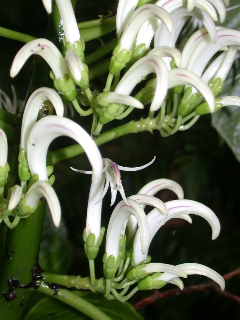 Harsh Cyanea