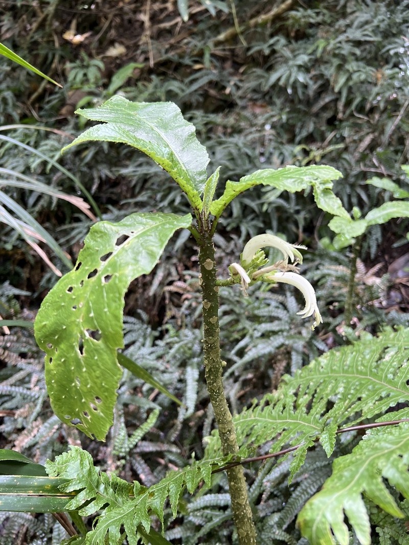 Harsh Cyanea photo 2
