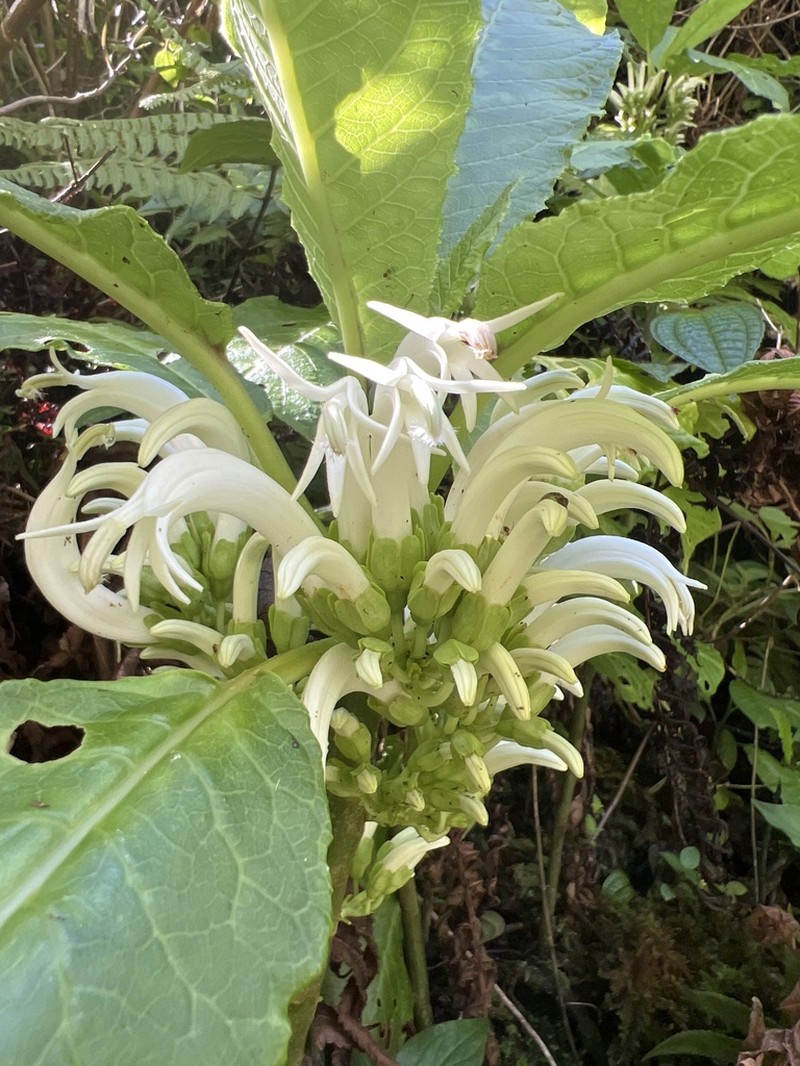Harsh Cyanea photo 4