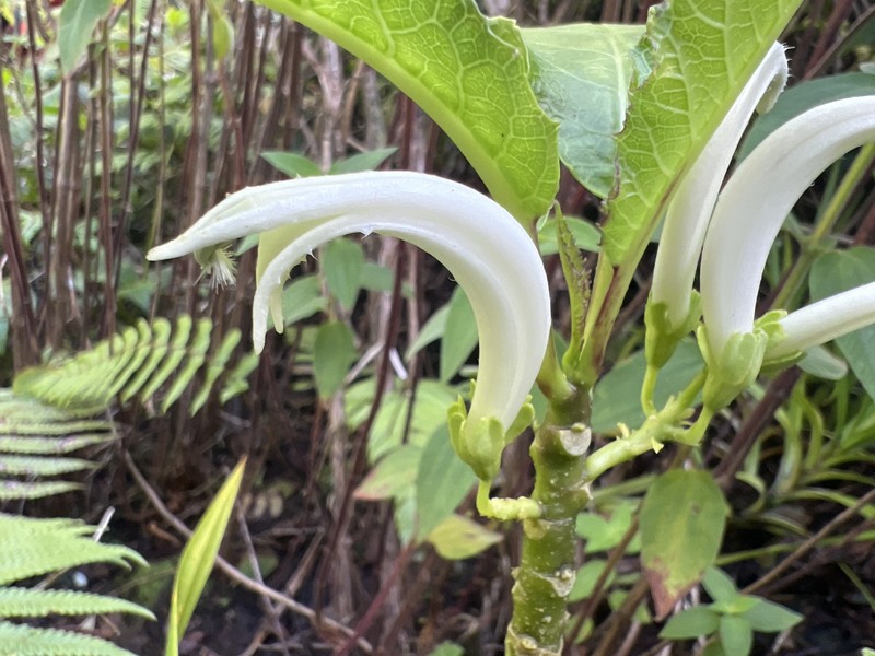 Harsh Cyanea photo 6
