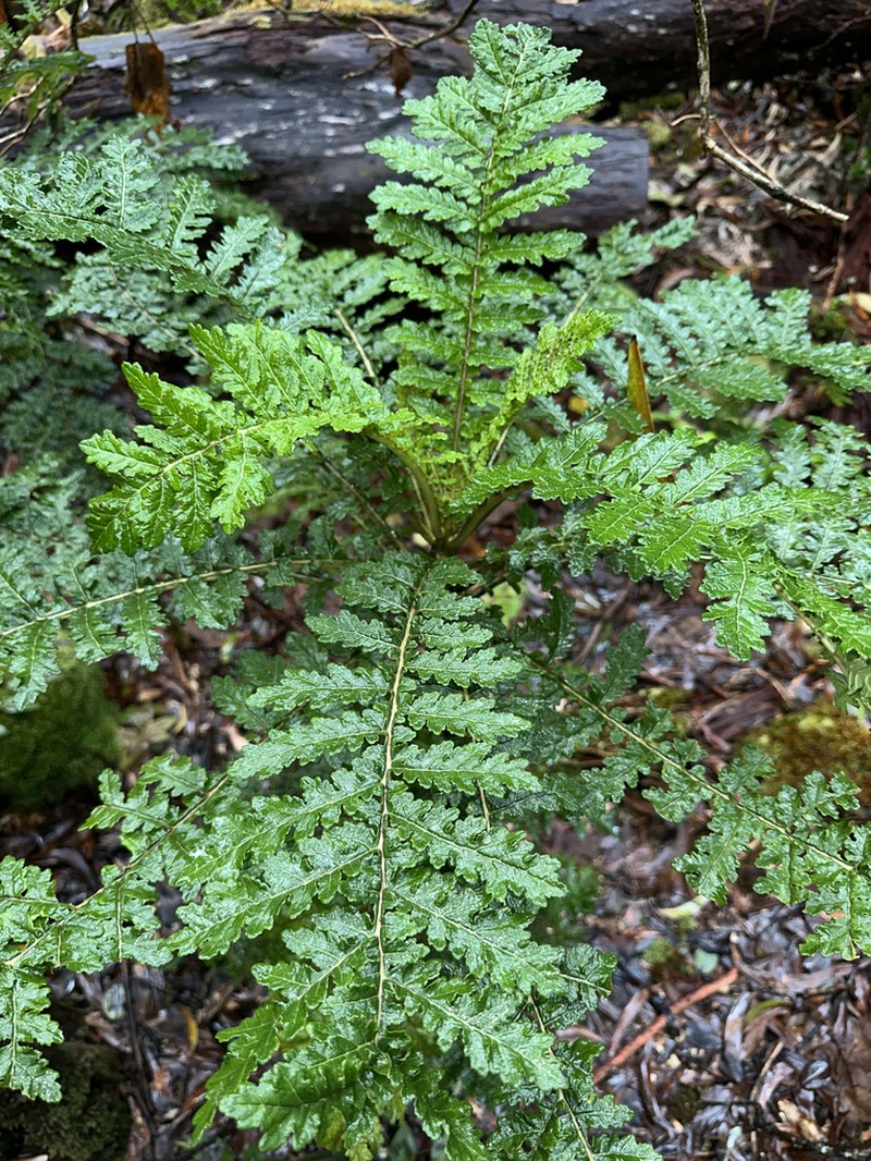 Shipman's Cyanea