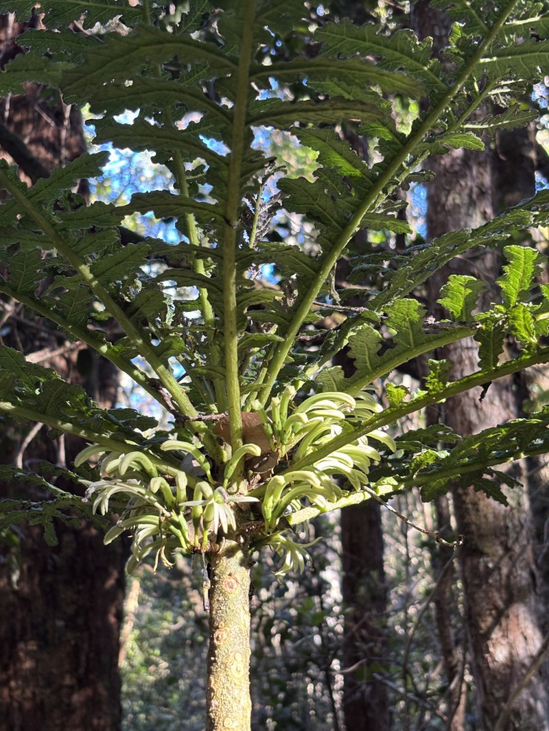 Shipman's Cyanea photo 2
