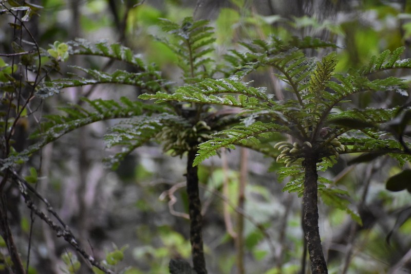 Shipman's Cyanea photo 5