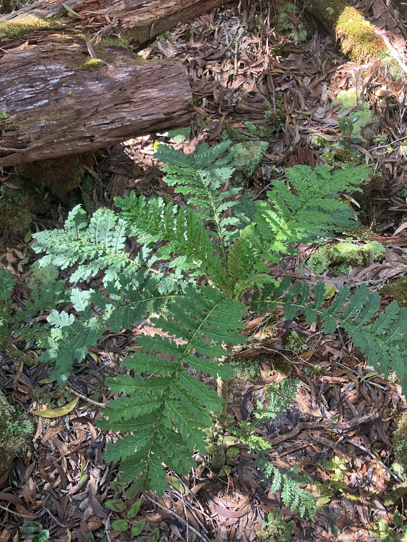Shipman's Cyanea photo 6