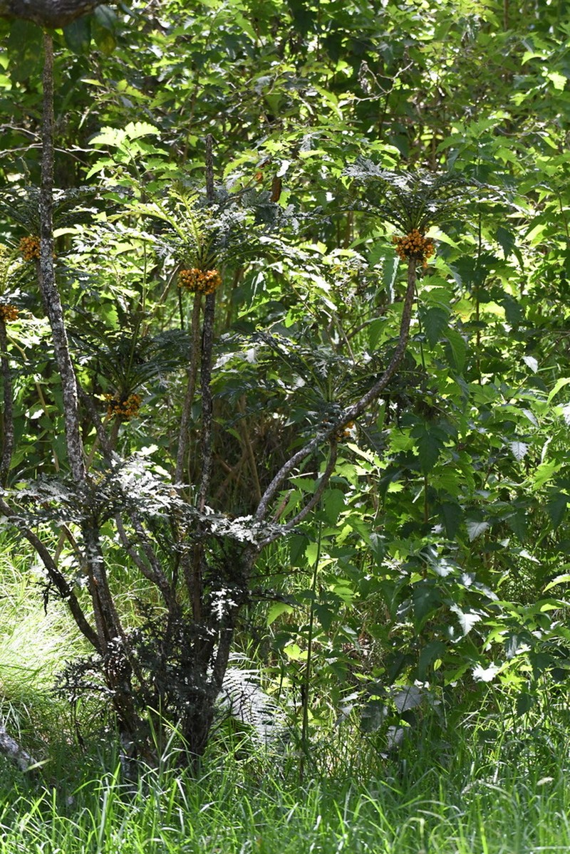Shipman's Cyanea photo 8
