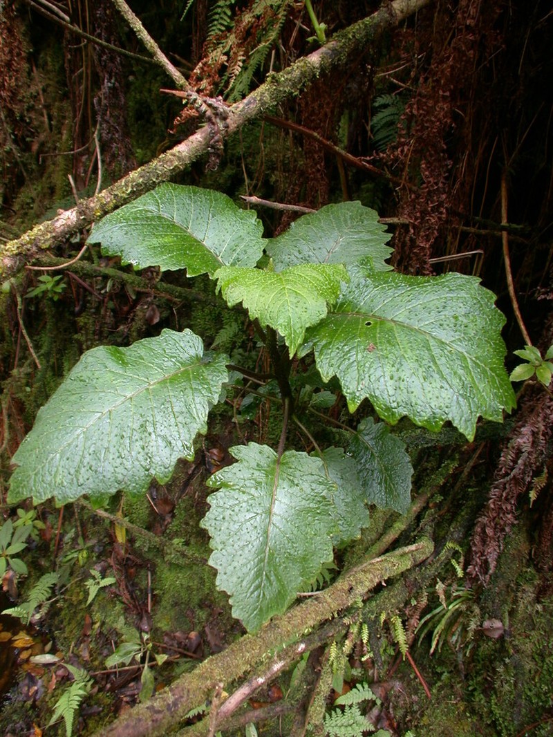 Pua Kala photo 3