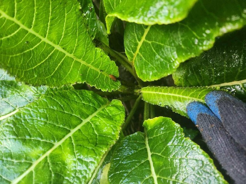 Pua Kala photo 5