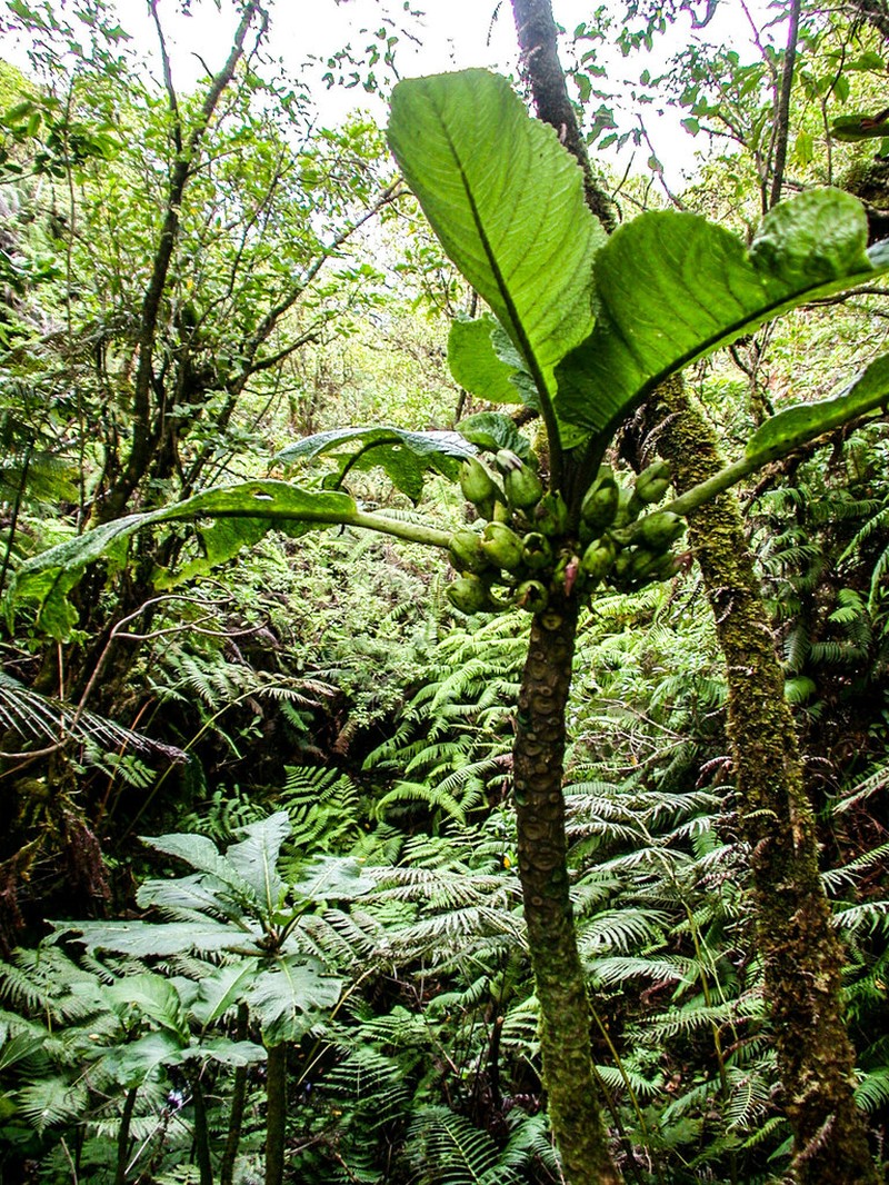 Pua Kala photo 6