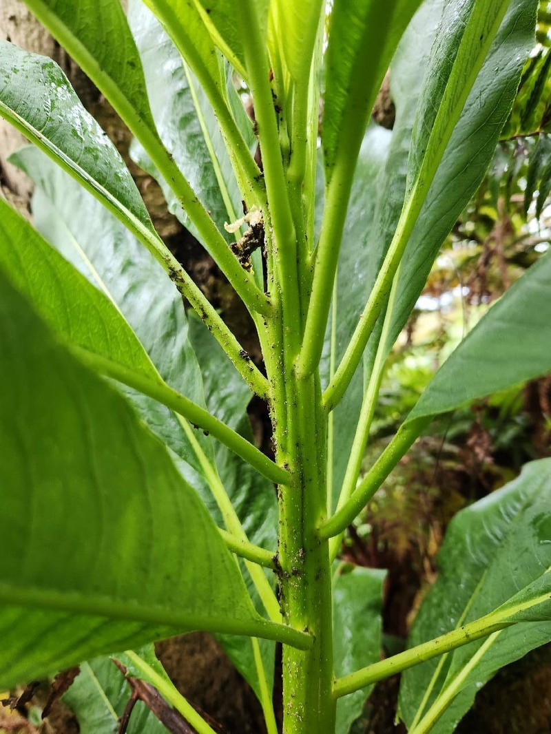 Pua Kala photo 7