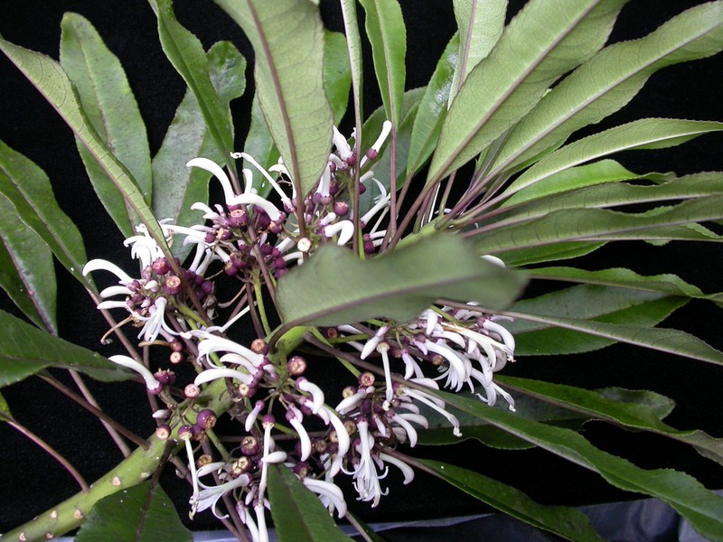 Spoonleaf Cyanea