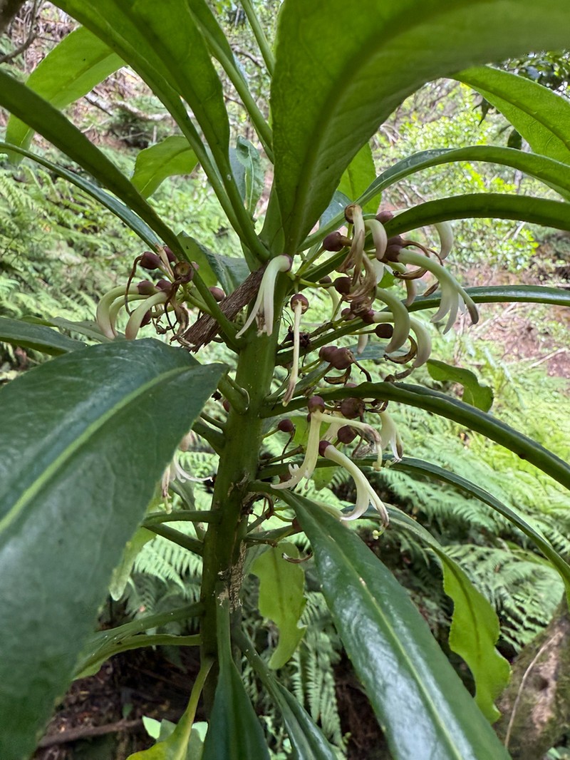 Spoonleaf Cyanea photo 2