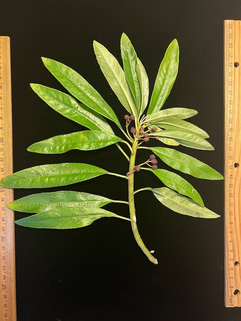 Spoonleaf Cyanea photo 3