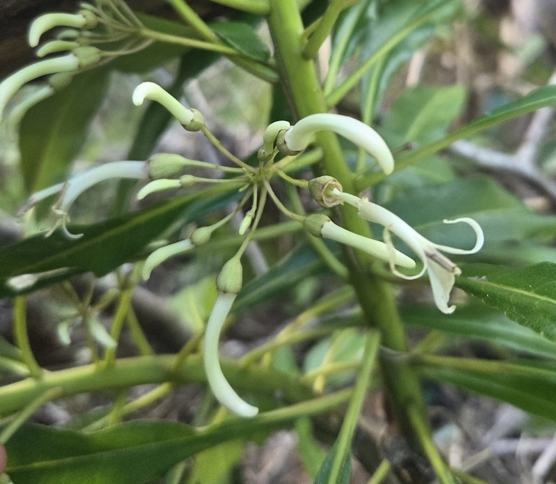 Spoonleaf Cyanea photo 4