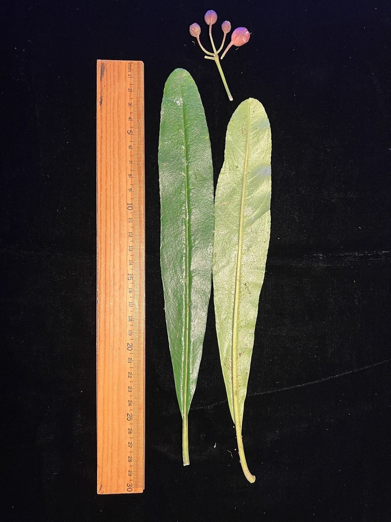 Spoonleaf Cyanea photo 5