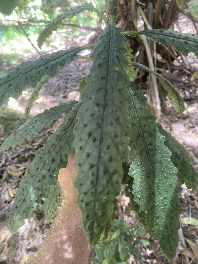Kaiholena Cyanea photo 2