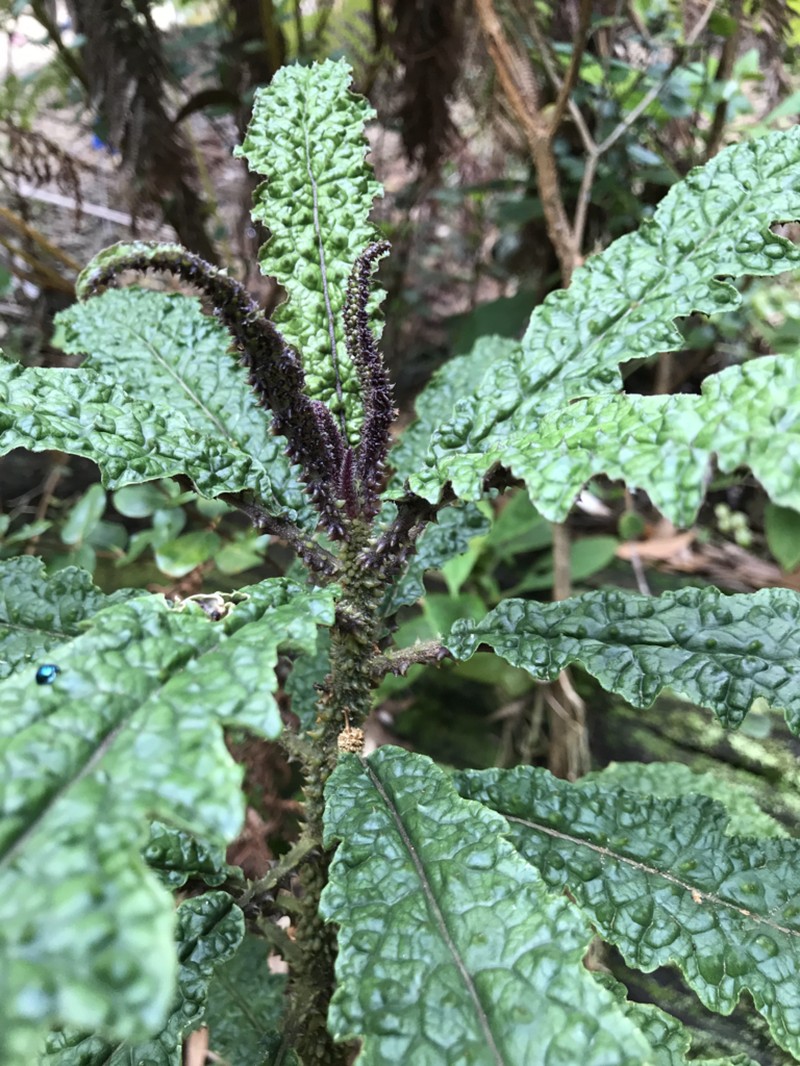 Kaiholena Cyanea photo 3