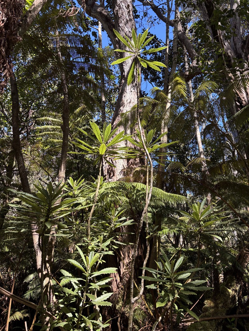Kaiholena Cyanea photo 4