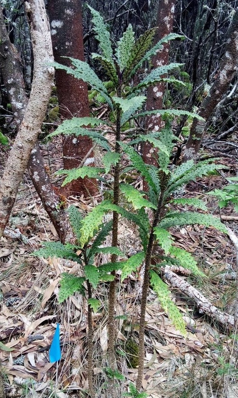 Kaiholena Cyanea photo 5