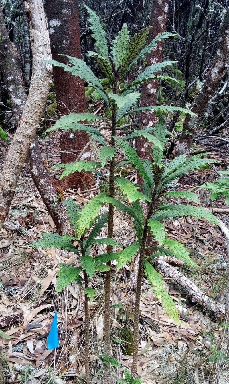 Kaiholena Cyanea photo 6