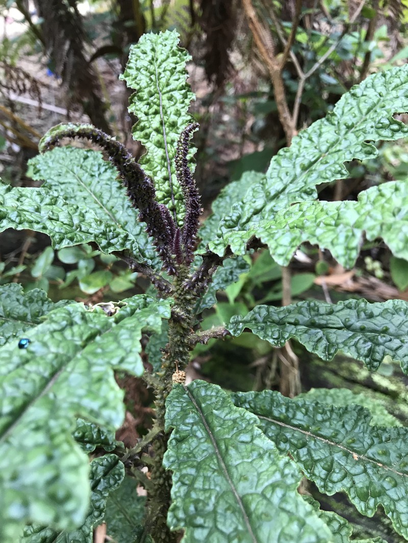 Kaiholena Cyanea photo 7