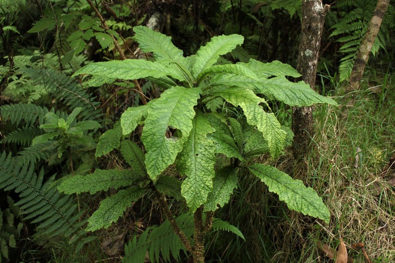 Kaiholena Cyanea photo 8