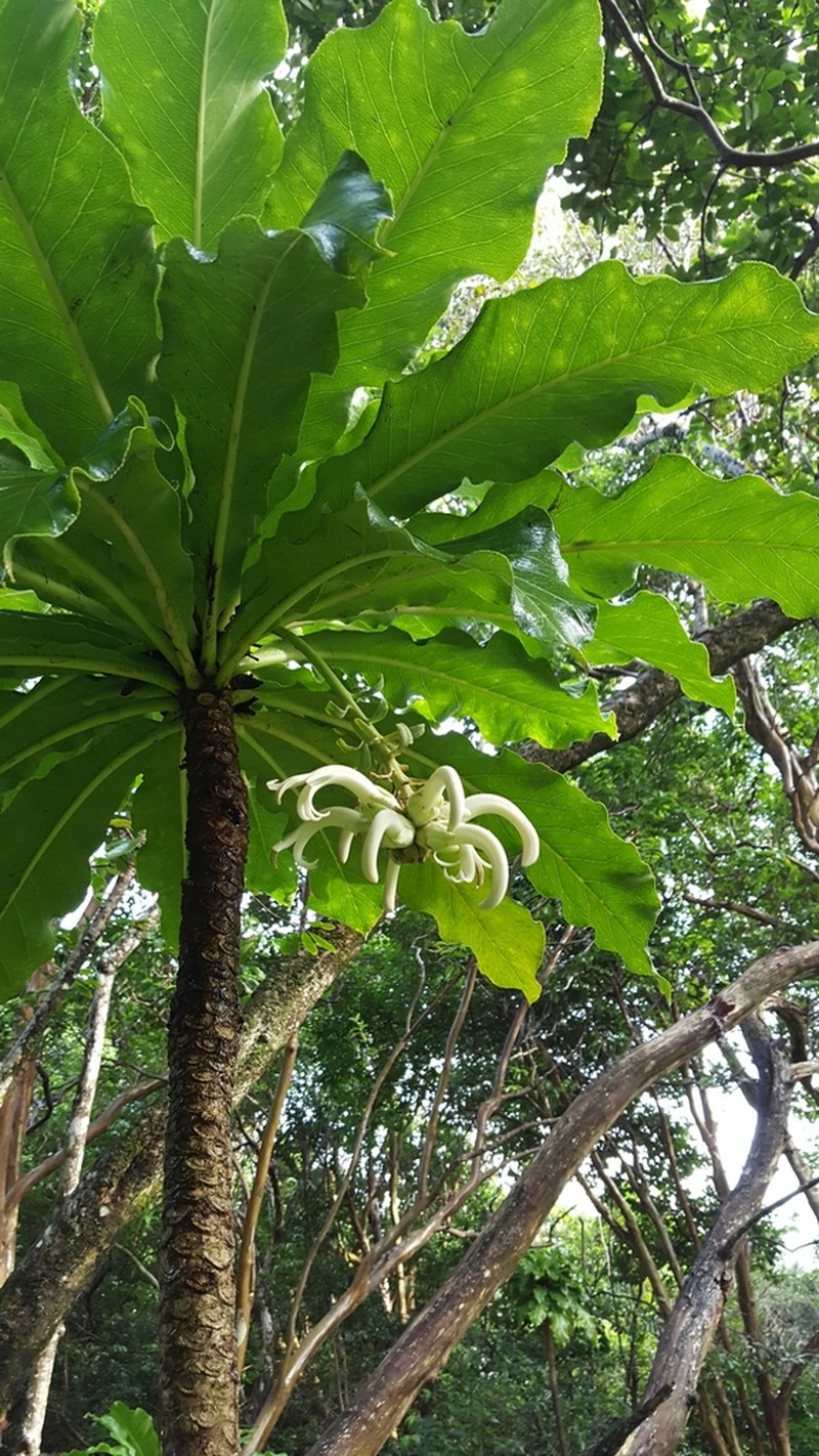 Mt. Kaala Cyanea