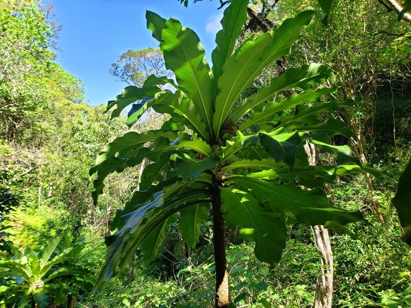 Mt. Kaala Cyanea photo 2