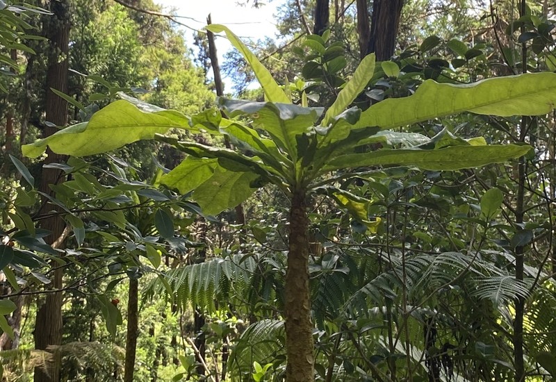 Mt. Kaala Cyanea photo 3
