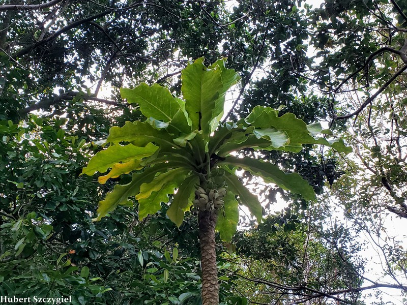 Mt. Kaala Cyanea photo 4